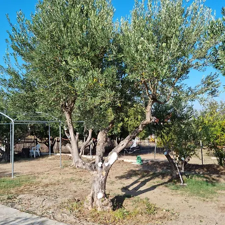 Tikozidis דירה *