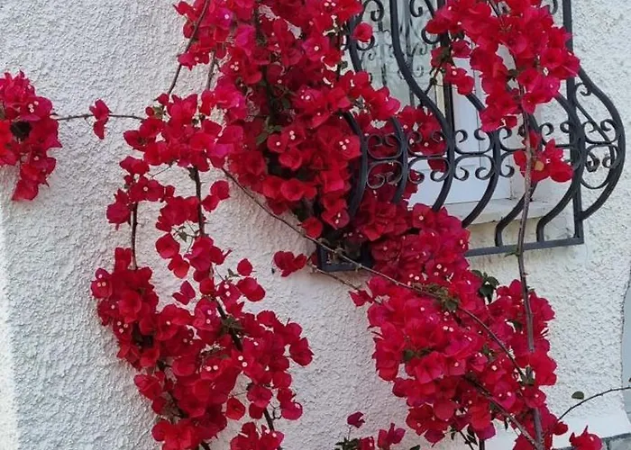 Tikozidis Néa Iráklia