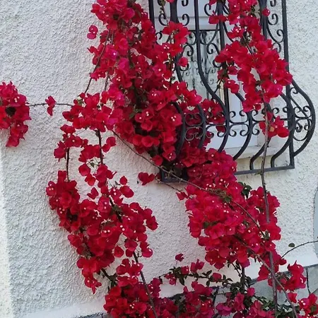 Tikozidis Nea Irakleia